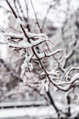 Snowy Branch