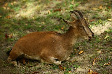 wild mountain goat.artvin/savsat 