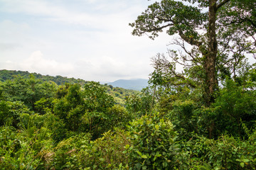 Obraz na płótnie Canvas Costa Rica rainforest