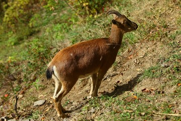 wild mountain goat.artvin/savsat 