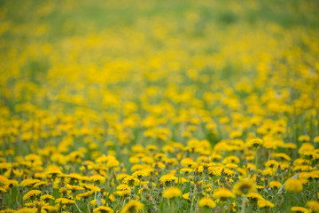 Beautiful yellow dandelion meadow