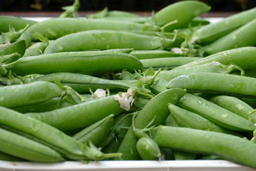Raccolto di piselli freschi. Cibo di primavera