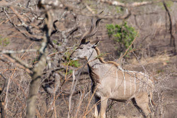 Greater kudu (Tragelaphus strepsiceros)