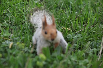 a squirrel eats walnuts in the garden.artvin 