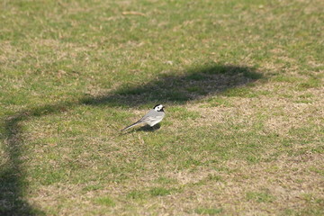 Little bird on the green grass.