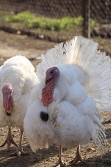 White turkeys are large with a beard.