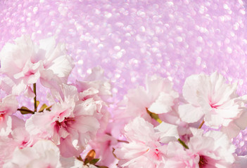 Fototapeta na wymiar Pink flowers on pink bokeh background