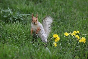a squirrel eats walnuts in the garden.artvin 