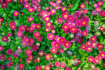 Beautiful daisy flowers on green meadow