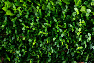 Fototapeta na wymiar Nice fresh green bush leaves closeup texture background 