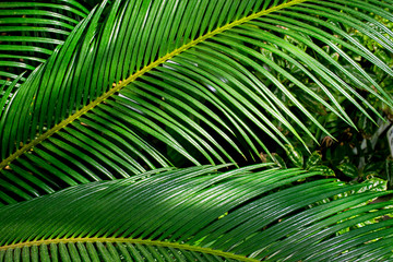 Fototapeta na wymiar Palm leafs background 