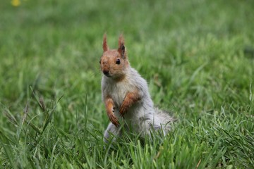 a squirrel eats walnuts in the garden.artvin 