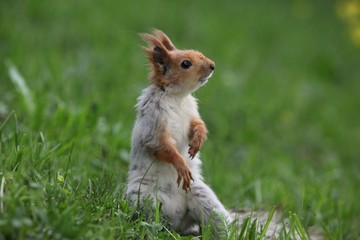 a squirrel eats walnuts in the garden.artvin 