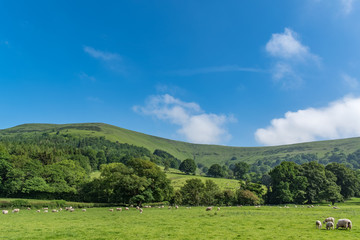 Fototapeta na wymiar A rural scene with green grass, sheep, and trees. There are hills in the background, and blue sky with clouds. Taken near LLanthony, Monmouthshire, South Wales.