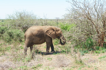 African Elephant (Loxodonta africana)