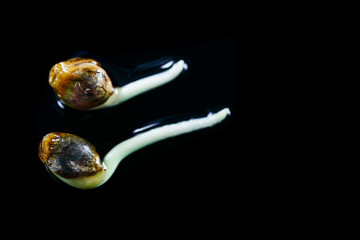 Medical Cannabis seeds on the black background - THC CBD, germination of cannabis seeds, sprouting.