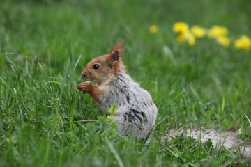 a squirrel eats walnuts in the garden.artvin 