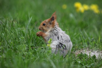 a squirrel eats walnuts in the garden.artvin 