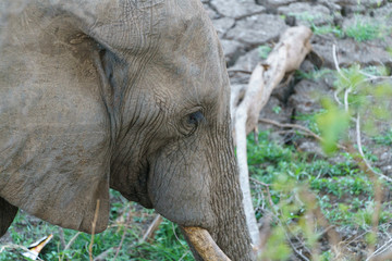 Fototapeta premium African Elephant (Loxodonta africana)