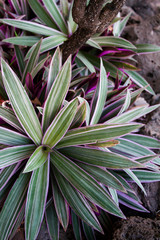 Obraz premium green plant