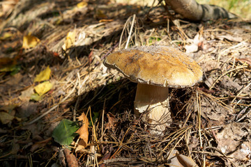 delicious autumn mushroom grows in the forest