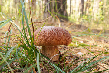 delicious autumn mushroom grows in the forest among the grass