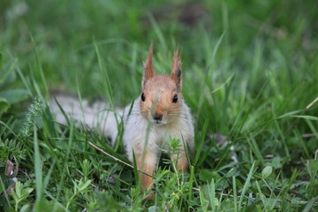 a squirrel eats walnuts in the garden.artvin 