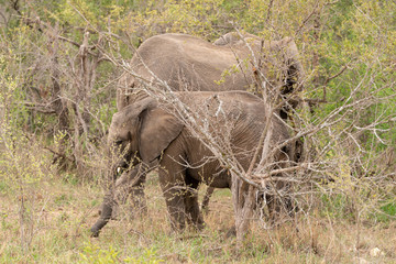 Obraz na płótnie Canvas African Elephant (Loxodonta africana)