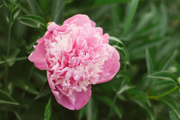 Blooming peony on a background of green leaves. Soft focus, film effect.
