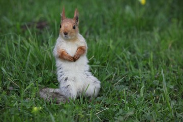 a squirrel eats walnuts in the garden.artvin 