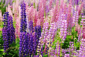 Fototapeta premium Colorful mountain lupins