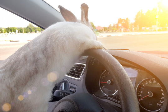 Rabbit drives a car, he is at the driver`s seat behind the steering wheel. Hare driver.. White Easter bunny rides to give gifts. Rabbit in the car