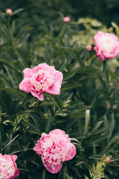blooming rose peonies on branches on the background of green leaves. Soft focus, film effect, author processing.