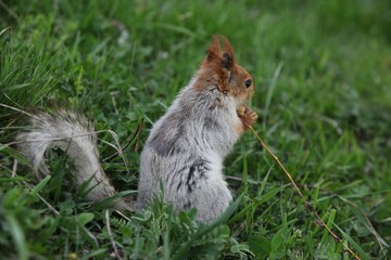 a squirrel eats walnuts in the garden.artvin 