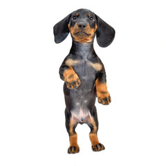 Two-month smooth black and tan dachshund puppies standing on its hind legs on white backdown