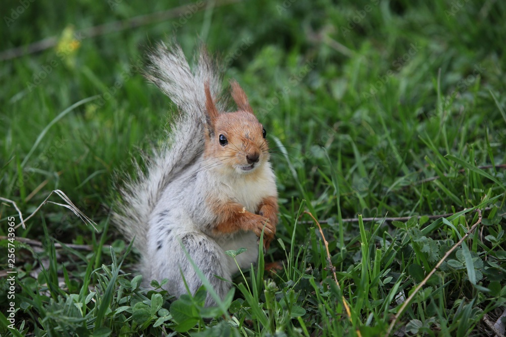 Wall mural a squirrel eats walnuts in the garden.artvin 