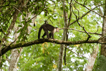 capuchin monkey (Cebus capucinus)