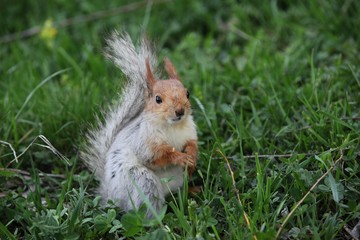 Naklejka na ściany i meble a squirrel eats walnuts in the garden.artvin 