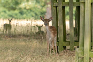 Fallow Deer (Dama dama)
