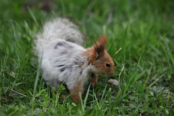 a squirrel eats walnuts in the garden.artvin 