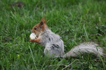a squirrel eats walnuts in the garden.artvin 