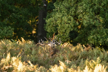 Red Deer stag (Cervus elaphus)