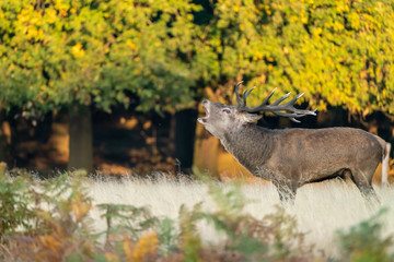 Red Deer stag (Cervus elaphus)