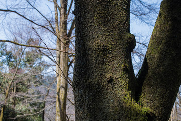 Obraz premium 樹木の幹が岐れるところがおもしろい