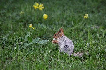 a squirrel eats walnuts in the garden.artvin 