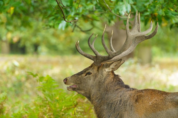 Red Deer stag (Cervus elaphus)