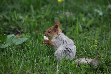 a squirrel eats walnuts in the garden.artvin 