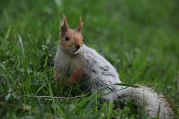 a squirrel eats walnuts in the garden.artvin 