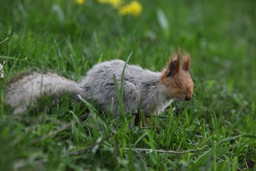 a squirrel eats walnuts in the garden.artvin 