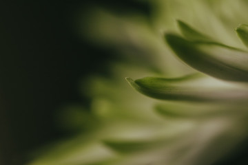 green leaf with water drops